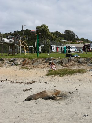 Hooker's Sea Lion female OZ9W2627