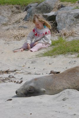 Hooker's Sea Lion female OZ9W2632