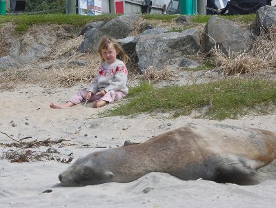 Hooker's Sea Lion female OZ9W2635