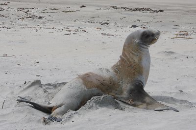 Hooker's Sea Lion female OZ9W2639