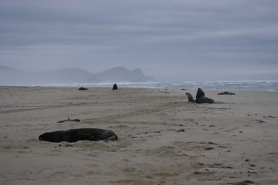 Hooker's Sea Lion males OZ9W4223