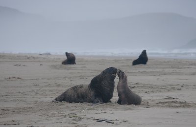 Hooker's Sea Lion males OZ9W4253