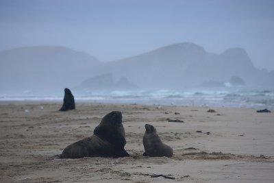 Hooker's Sea Lion males OZ9W4313