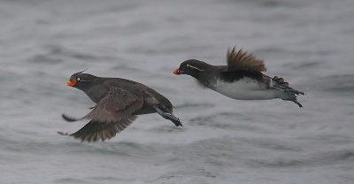 Crested and Parakeet Auklets OZ9W1714