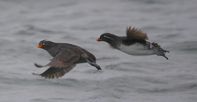 Crested Auklet