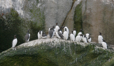 Common Guillemots on cliff OZ9W1555