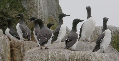 Common Guillemots on cliff OZ9W1801