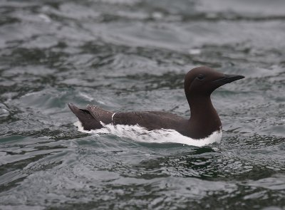 Common Guillemot - Common Murre