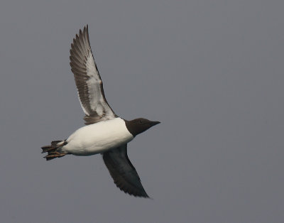 Common Guillemot in flight OZ9W3959