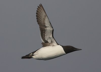 Common Guillemot OZ9W3964