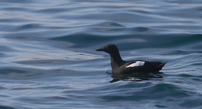 Pigeon Guillemot on water OZ9W2386