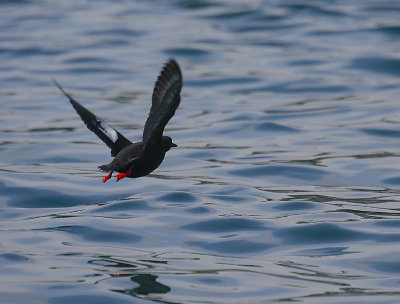 Pigeon Guillemot taking off OZ9W2401
