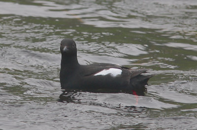 Pigeon Guillemot on water OZ9W2983