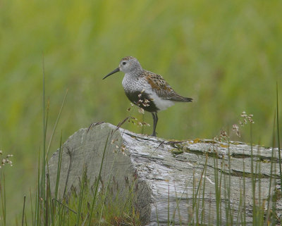 Dunlin male Bering Island OZ9W2105