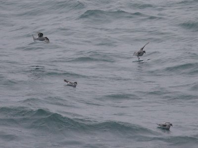 Fork-tailed Sotrm-petrels OZ9W1044