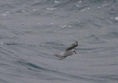 Fork-tailed Sotrm-petrel OZ9W1138
