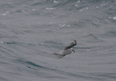 Fork-tailed Sotrm-petrel OZ9W1138