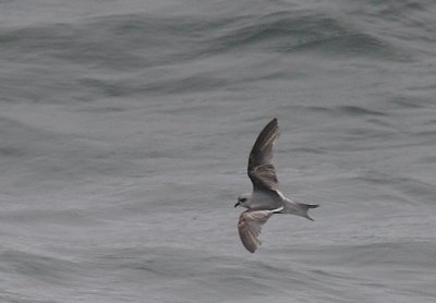 Fork-tailed Sotrm-petrel in moult OZ9W1380