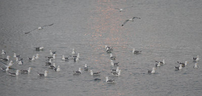 Slaty-backed Gull adults on water OZ9W0542