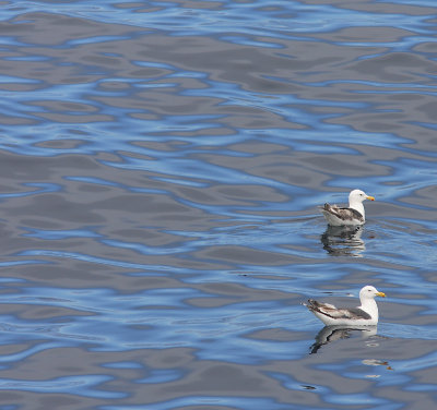 Slaty-backed Gull adults on water OZ9W0762