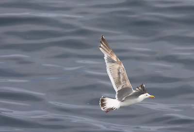 Slaty-backed Gull immature in flight OZ9W0765