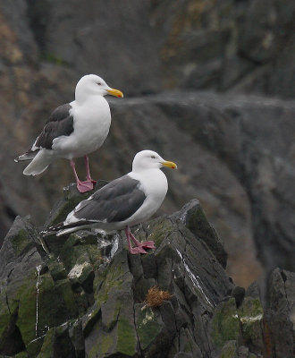 Slaty-backed Gull adult pair standing OZ9W4903