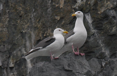 Slaty-backed Gull adult pair standing OZ9W4907