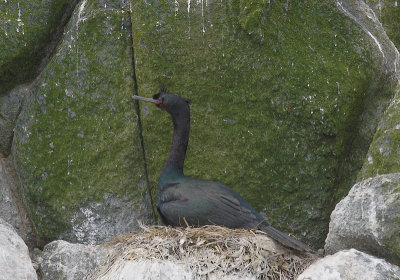 Pelagic Cormorant on nest OZ9W1632