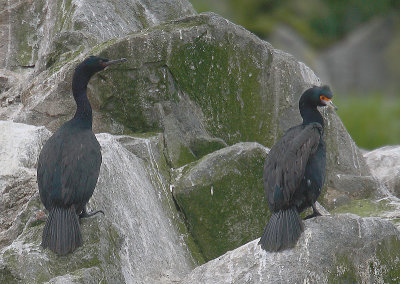Pelagic and Red-faced Cormorants OZ9W1730