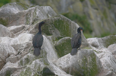 Pelagic and Red-faced Cormorants OZ9W1732