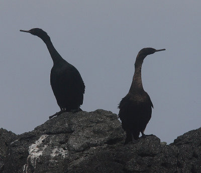 Pelagic Cormorants OZ9W3122