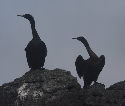 Pelagic Cormorants OZ9W3126
