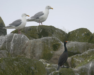 Red-faced Cormorant with Glaucous-winged Gulls OZ9W1724