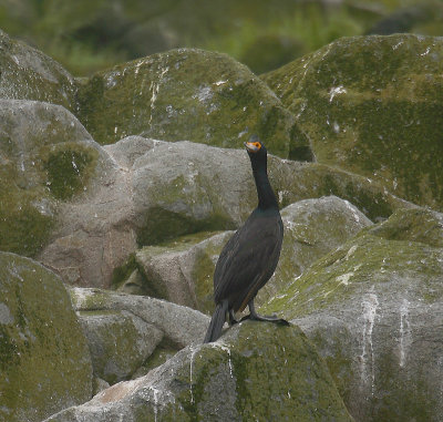 Red-faced Cormorant OZ9W1727