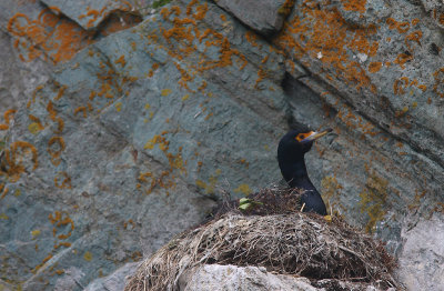 Red-faced Cormorant on nest OZ9W2954