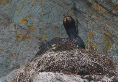 Red-faced Cormorant on nest OZ9W2971