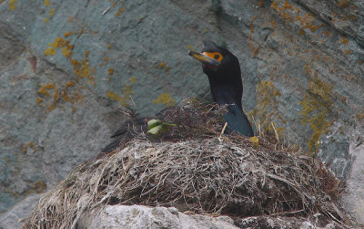 Red-faced Cormorant on nest OZ9W2976