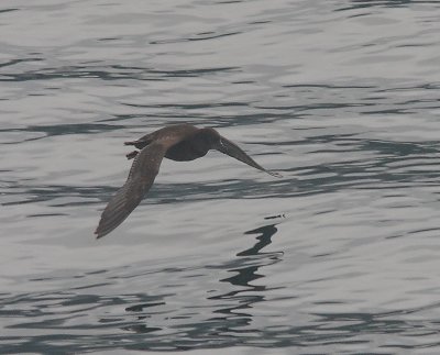 Short-tailed Shearwater (probable) in flight N Pacific OZ9W3158