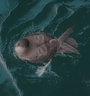 Sooty Shearwater on water N Pacific OZ9W3139