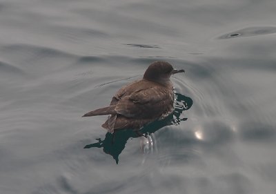 Sooty Shearwater on water N Pacific OZ9W3147