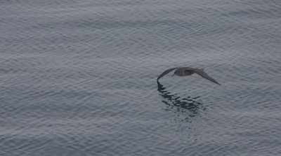 Sooty Shearwater in flight N Pacific OZ9W3198