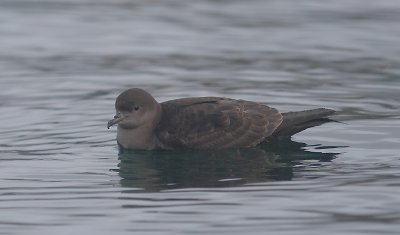 Sooty Shearwater on water N Pacific OZ9W3247