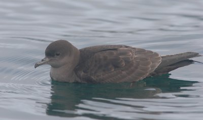 Sooty Shearwater on water N Pacific OZ9W3254