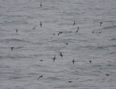Short-tailed Shearwater