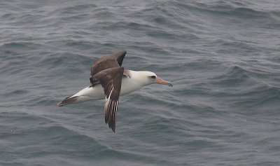 Laysan Albatross adult in flight OZ9W1395