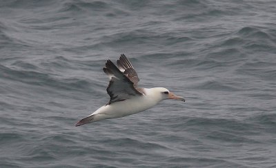 Laysan Albatross adult in flight OZ9W1396