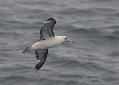 Laysan Albatross adult in flight OZ9W1397