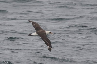 Laysan Albatross adult in flight OZ9W1407