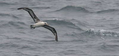 Laysan Albatross adult in flight OZ9W1424