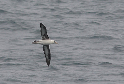 Laysan Albatross adult in flight OZ9W1430